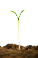 Green seedling illustrating concept of new life