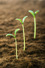 Green seedling illustrating concept of new life