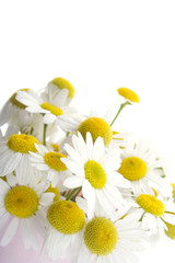 Obraz premium Chamomile