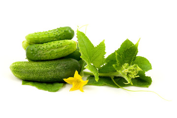 Fresh cucumbers fruits  with leaves and flower
