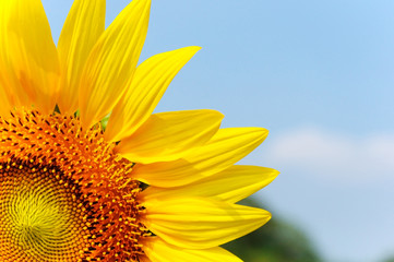 The colorful sun flower