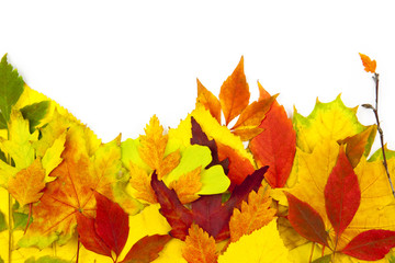Naklejka na ściany i meble Autumn frame / beautiful real leaves / isolated on white
