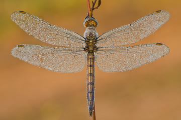 Libelle mit tautropfen