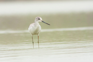 Greenshank (Tringa nebularia)