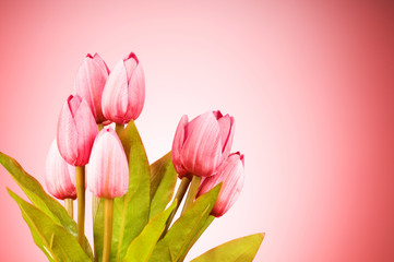 Fototapeta premium Bunch of tulip flowers on the table