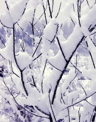 Snow on My Branches