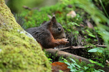 scoiattolo foresta nera germania