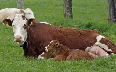 Braune Kuh mit jungem Kalb - Brown cow with young calf