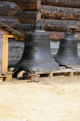 Obraz premium Dog protects bells.