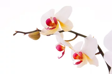 Papier Peint photo autocollant Orchidée Branch of orchid flowers