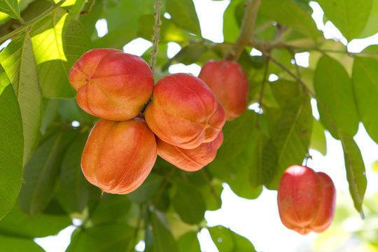 Ackee Fruit On Tree