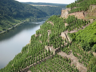 Weinterrassen an der Mosel