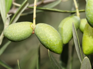 Olives vertes