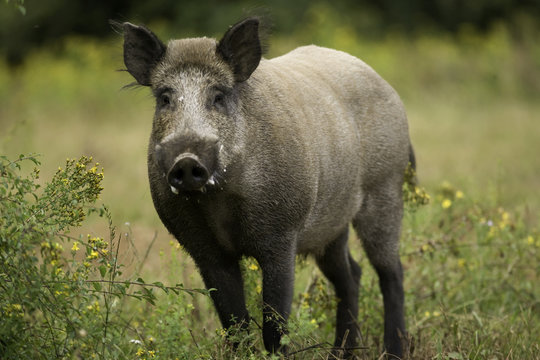 sanglier male