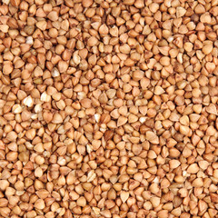 buckwheat;