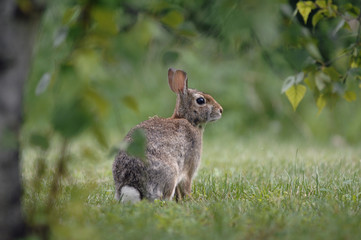 Naklejka na ściany i meble Garden rabbit sits under the tree