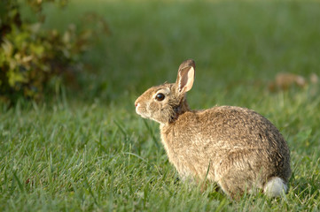 Rabbit sitting in the garden