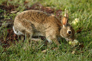 Rabbit eating an apple