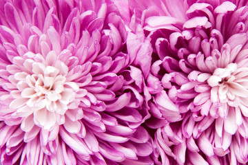chrysanthemum