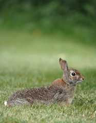 Rabbit in the garden
