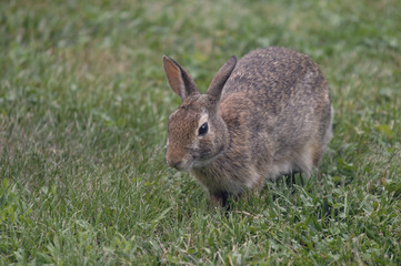 Rabbit sitting in the garden