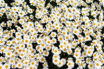 Obraz premium Flower background