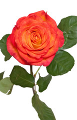 Fototapeta premium rose