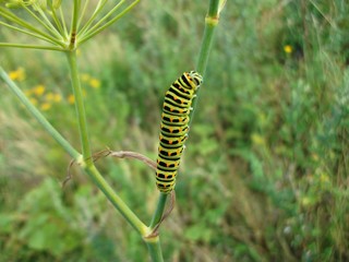 Green Caterpillar 06