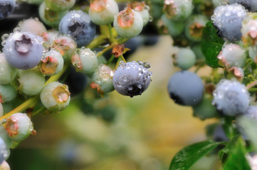 Blueberry bush in the rain