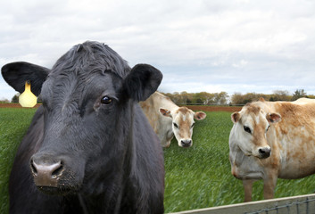 Cows