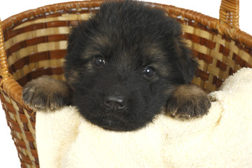 month puppy German Shepherd