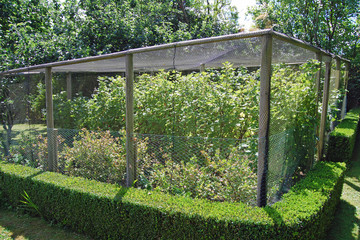 Walk-in fruit cage with nets