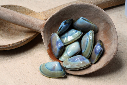 Telline - Donax trunculus
