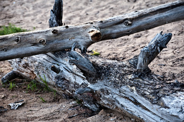 Tree branches on sand