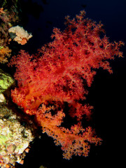 Fototapeta na wymiar Soft Coral