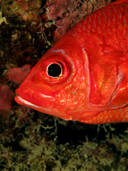 Squirrelfish