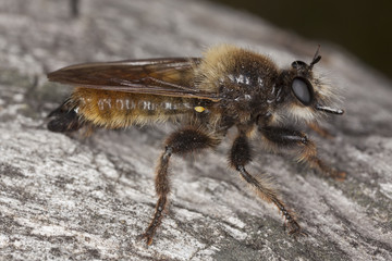 Robber fly (Laphria flava) Macro photo.