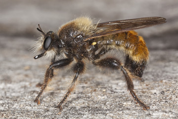 Robber fly (Laphria flava) Macro photo.