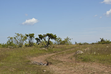 Landscape on Oland, Sweden, Stora alvaret