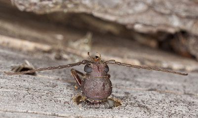 Dusky longhorn (Aphopalus rusticus) hatching