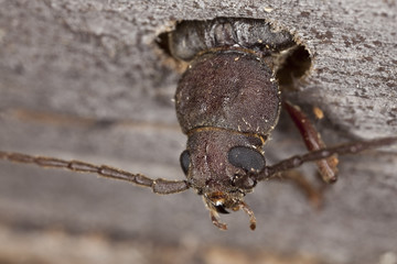 Dusky longhorn (Aphopalus rusticus) hatching