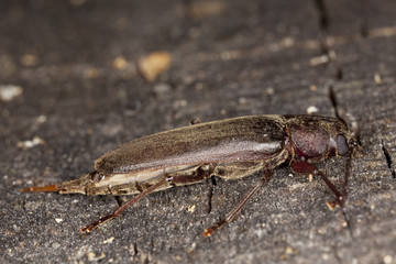 Dusky longhorn (Aphopalus rusticus)