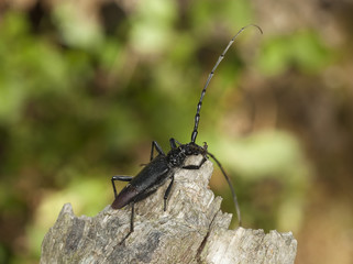 Great capricorn beetle (Cerambyx cerdo)