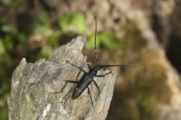 Great capricorn beetle (Cerambyx cerdo)