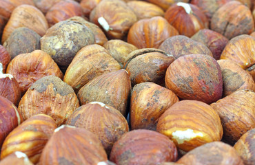 A close view of several small filbert nuts