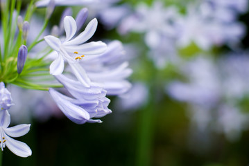 アガパンサスの花