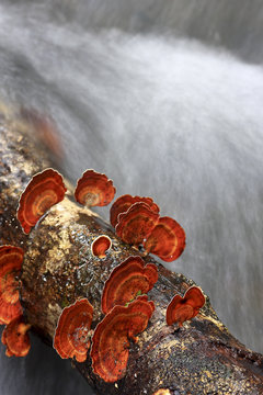 Stream in the forest with mushrooms, red