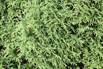 Thuja.