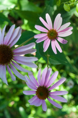 Purple-Tinted Daisy Petals