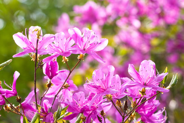 ミツバツツジの花
